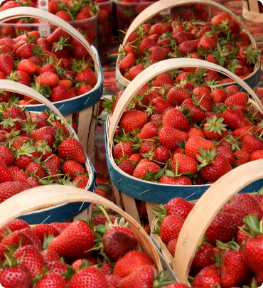 Strawberry Season is Here!!! Experience Winter Bliss in Lonavala